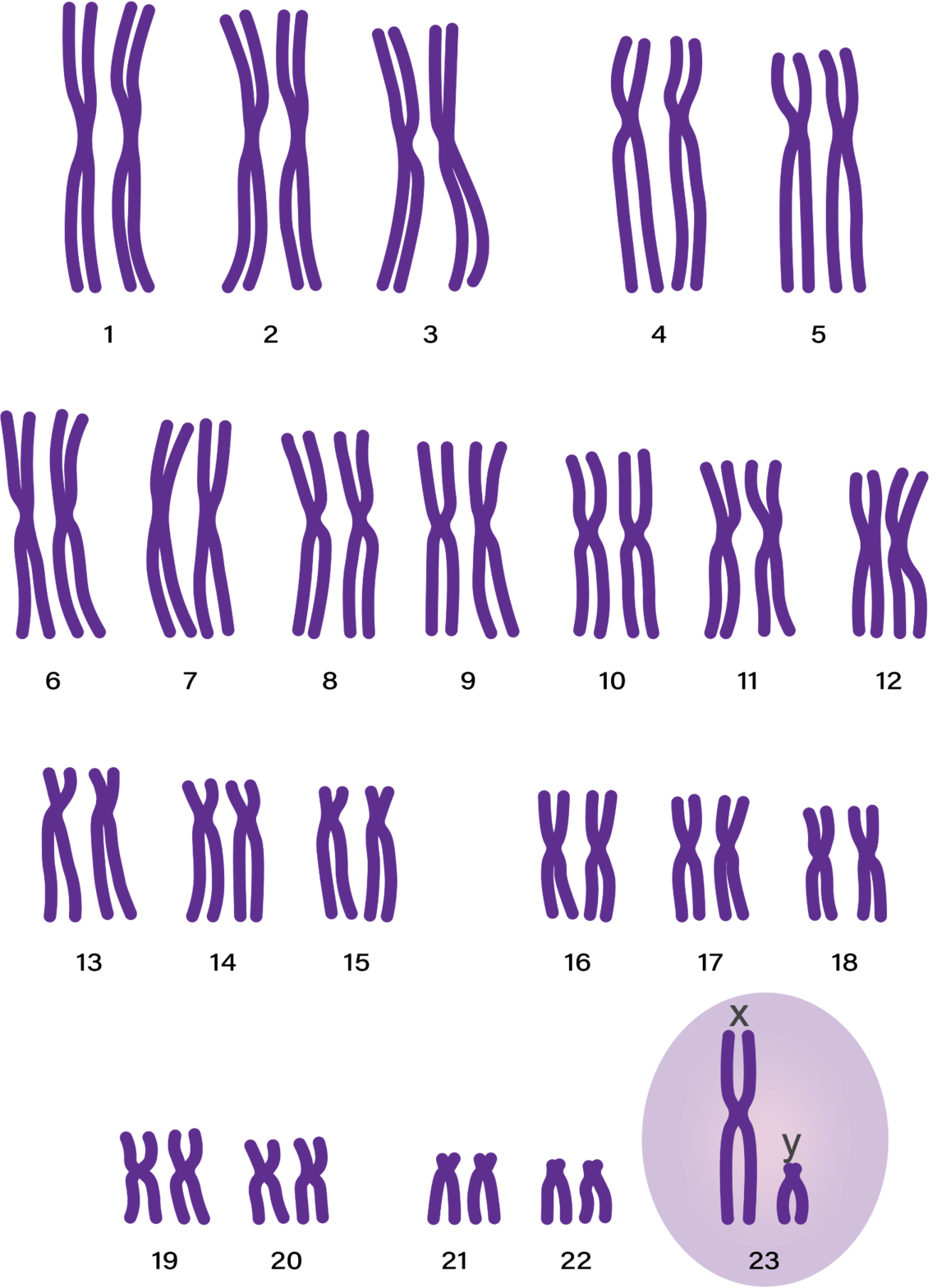 Karyotype, met 46 chromosomen en 23 paren
