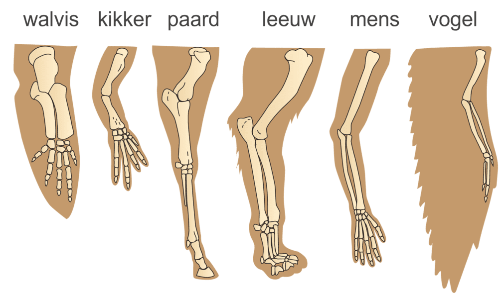 Afbeelding weergeeft de overeenkomsten in bouw van verschillende levende organismen.