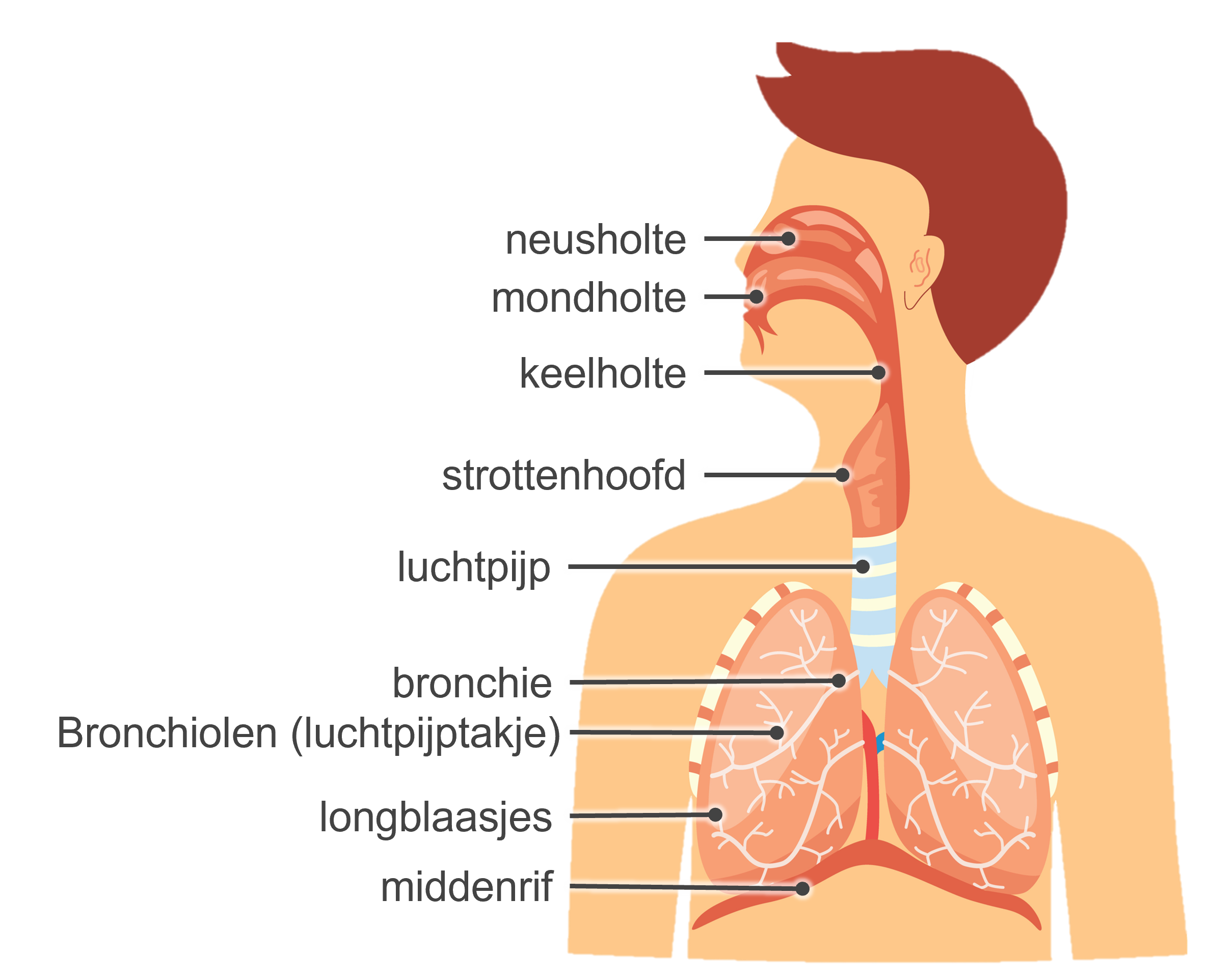 Het ademhalingsstelsel en haar onderdelen.