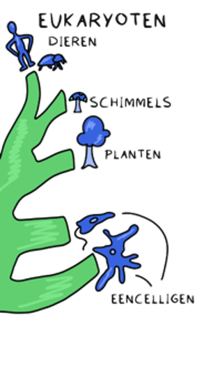 Vier rijken van eukaryoten