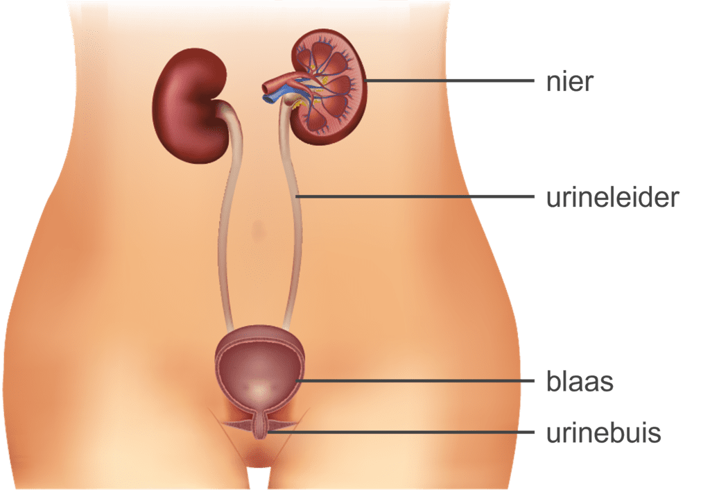 Afbeelding van de blaas en de urinebuis.