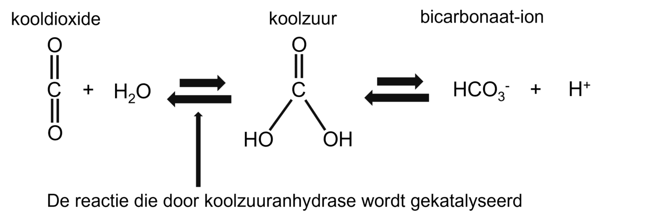Illustratie van pH regelen van het interne milieu d.m.v. H+ uitscheiden.