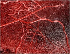 Illustratie van haarvaten.