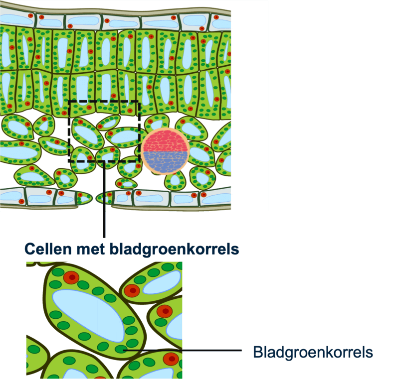 Figuur 1: cellen met bladgroenkorrels
