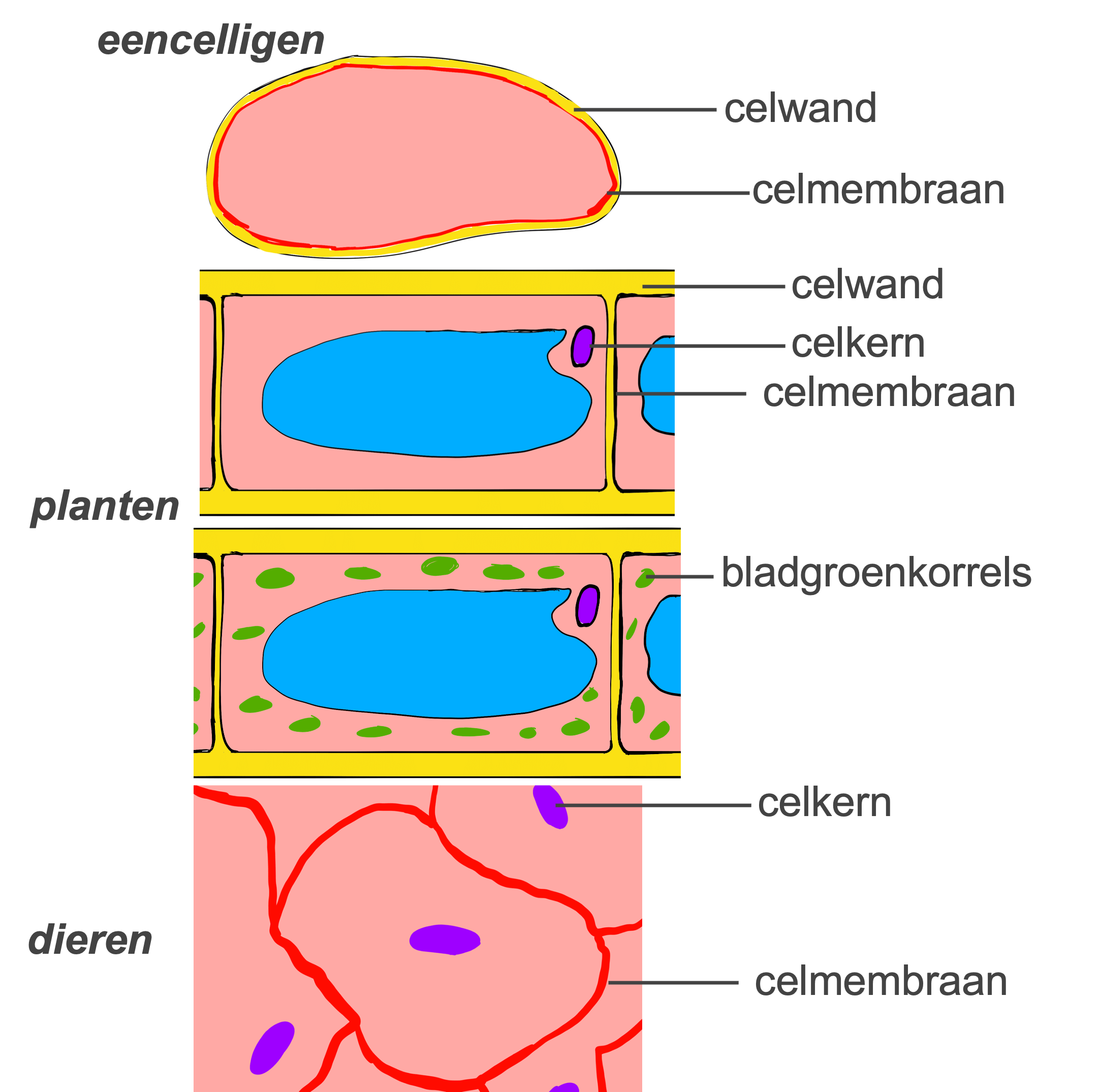 Overzicht hoe verschillende rijken kunnen worden onderscheiden op basis van eigenschappen op celniveau: celwand, celkern, celmembraan en bladgroenkorrels.