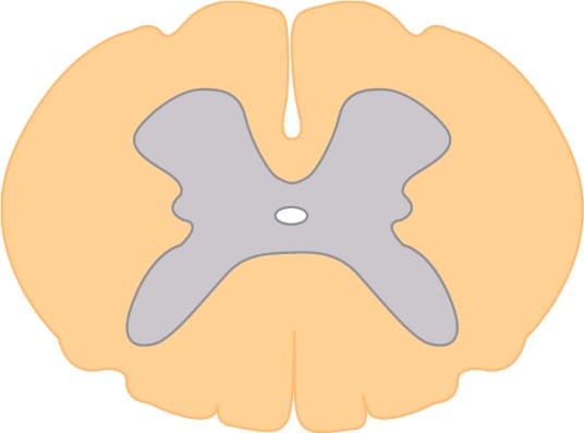Dwarsdoorsnede van het ruggenmerg met een duidelijk onderscheid tussen het grijze en witte stof.