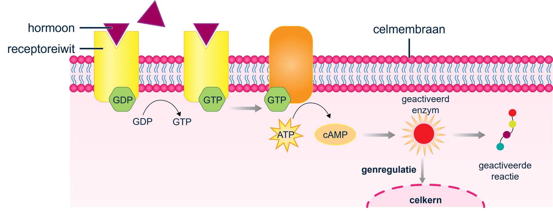 Schematische weergave van de second messenger manier.