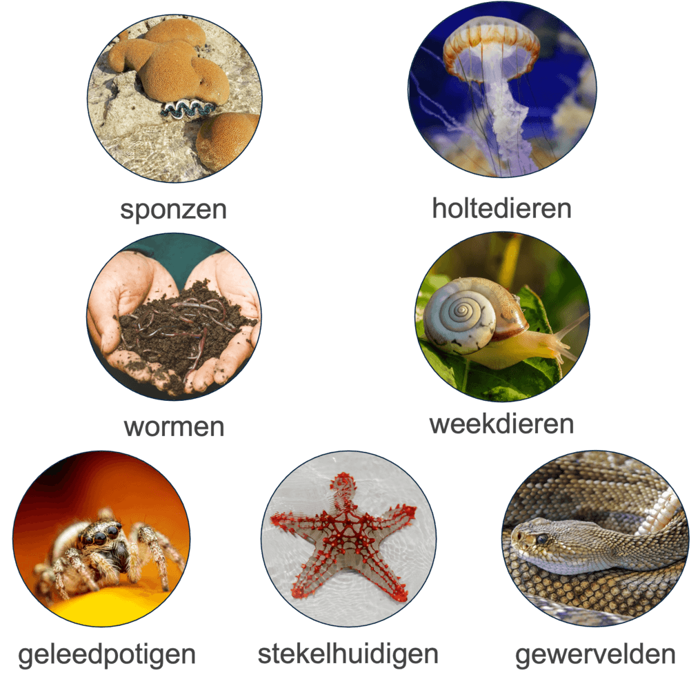 7 stammen van het dierenrijk
