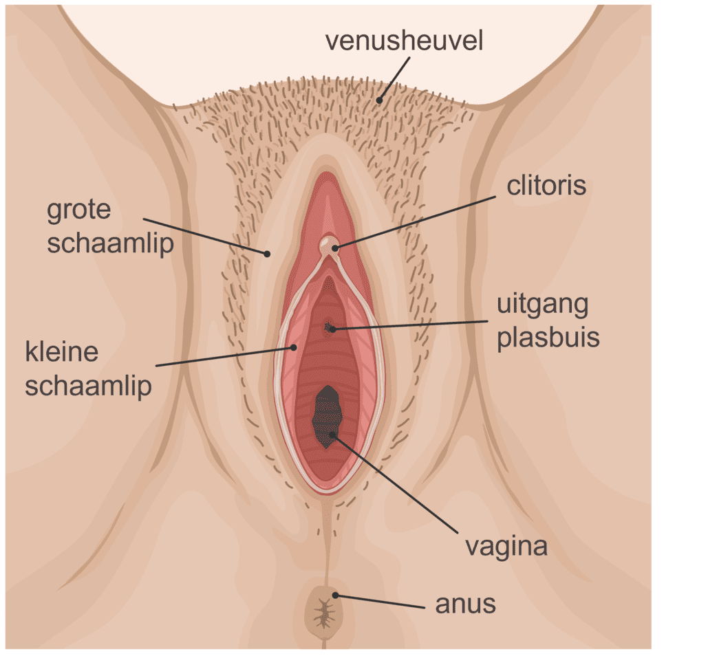 Illustratie van de uitwendige voortplantingsorganen van een vrouw