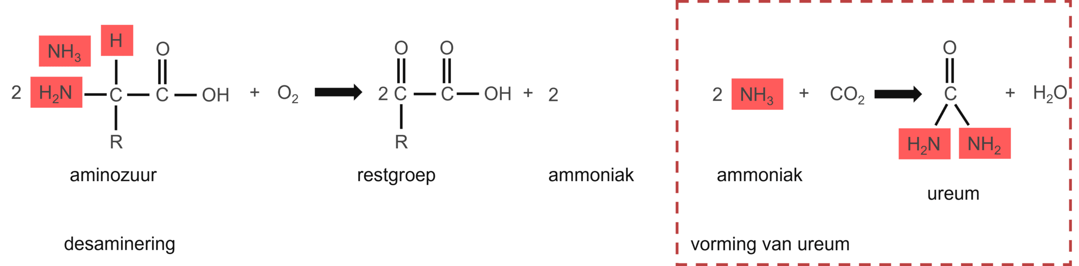 Afbraak van overtollige aminozuren