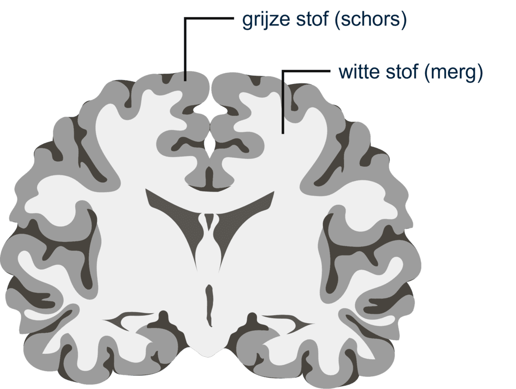 Schematische afbeelding van de grijze en witte stof in de hersenen.