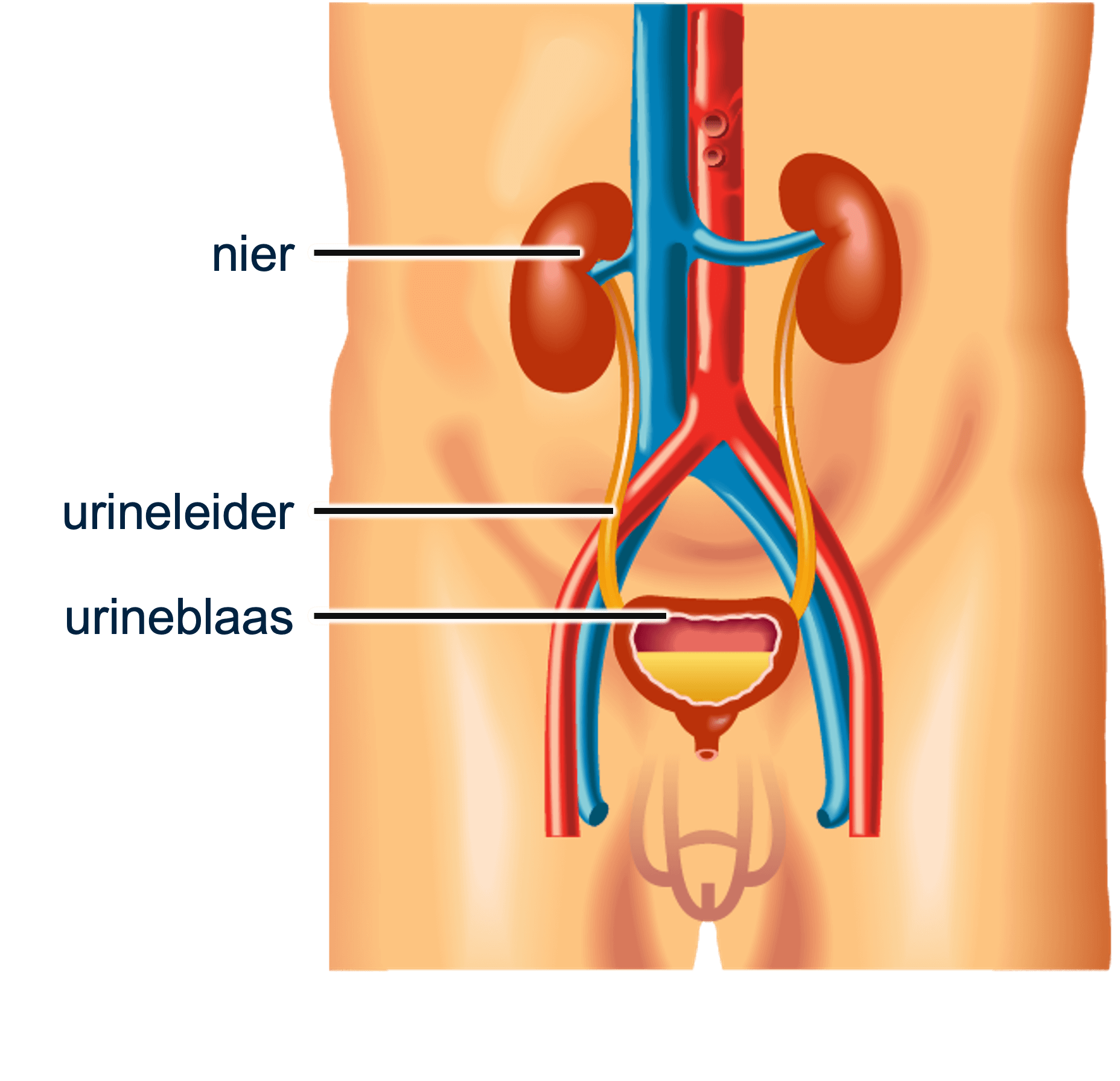 Figuur 1: anatomie van de nieren