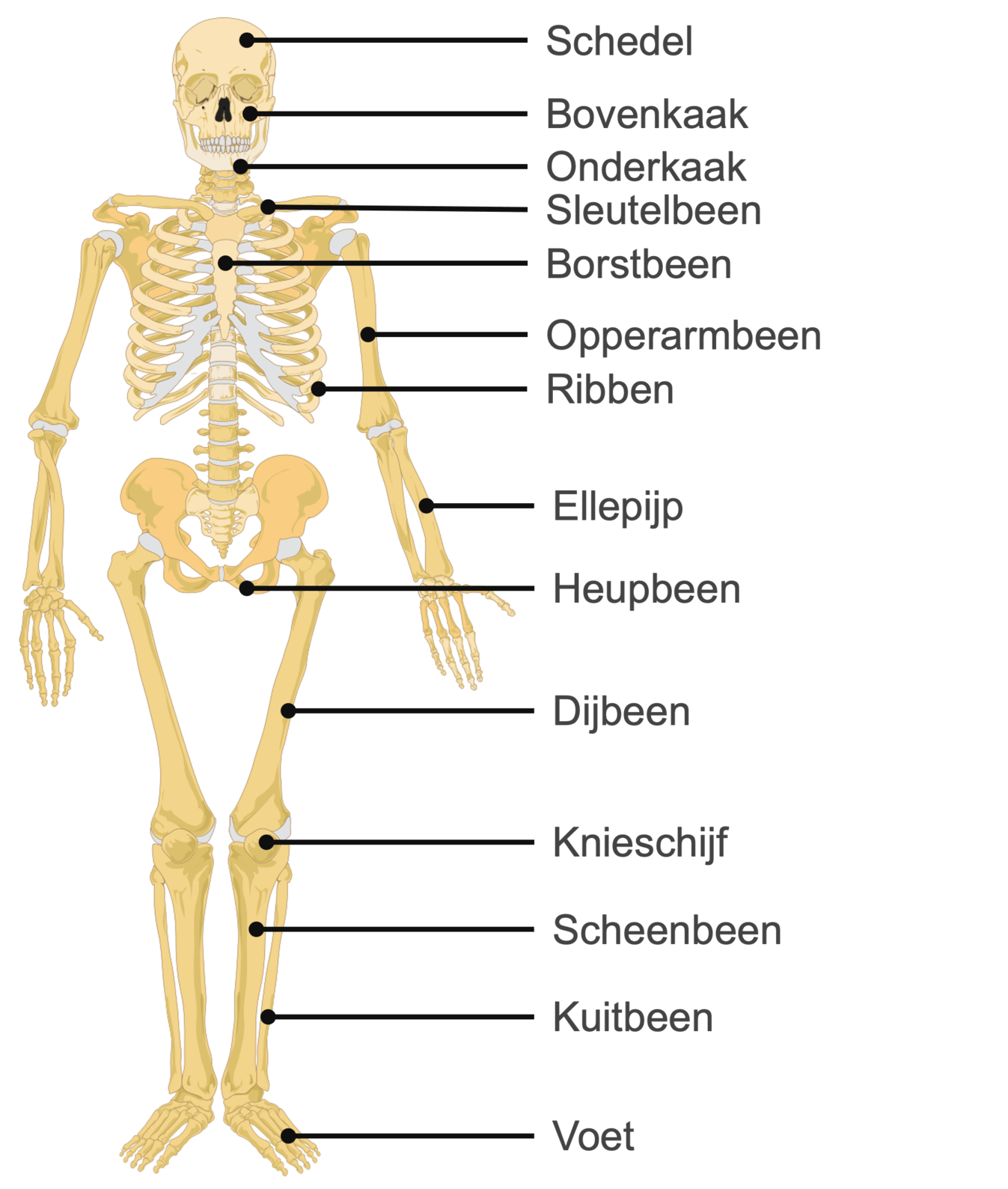 Botten | Biologie | Uitleg & Video's