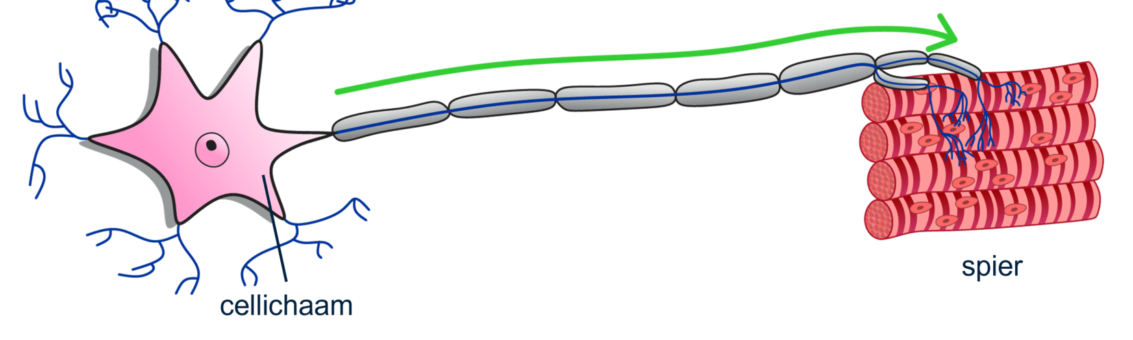 Afbeelding van een motorisch neuron (bewegingszenuwcel)