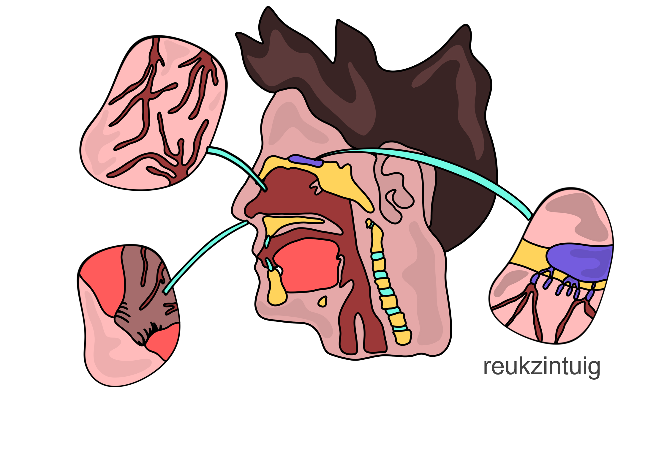 Afbeelding van waar het reukzintuig zich bevindt.