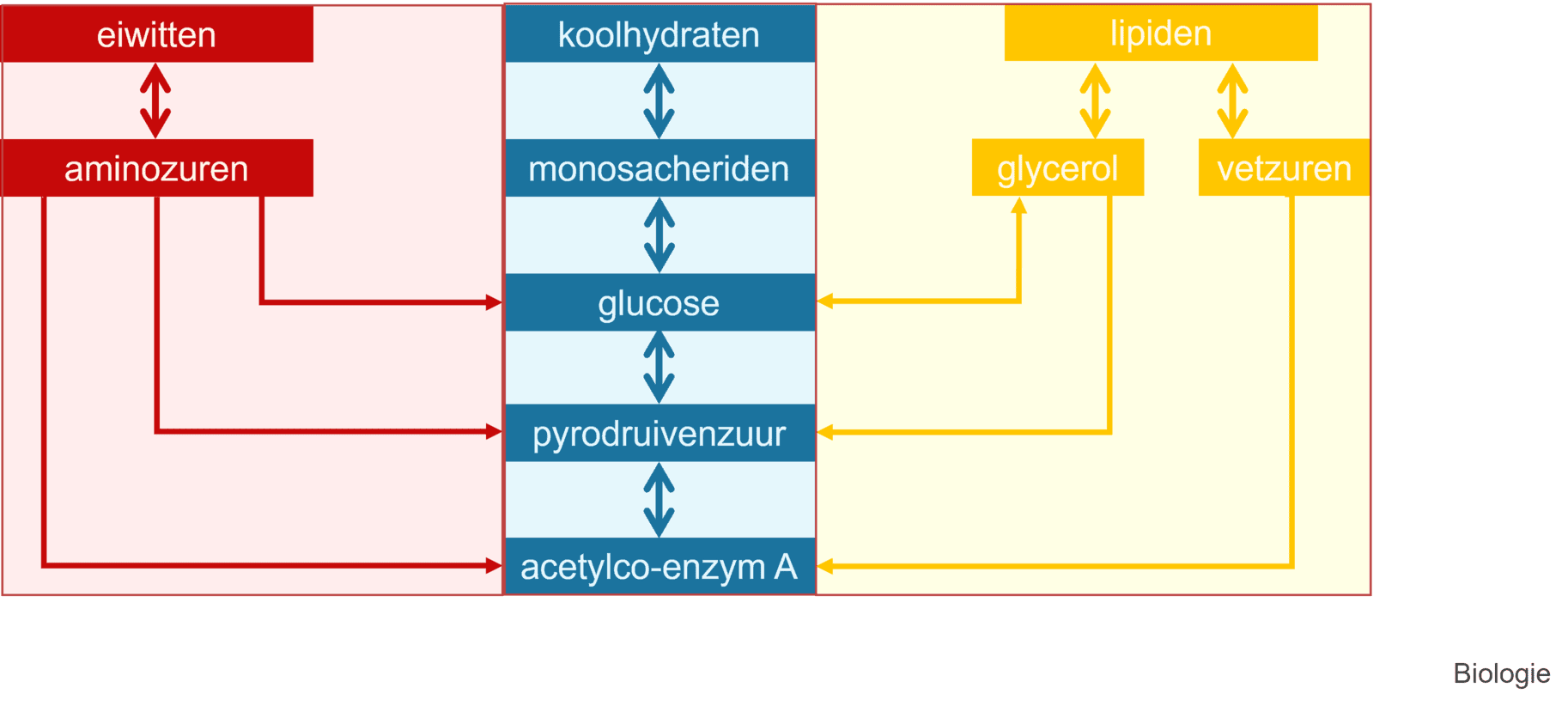 Samenhang van koolhydraat-, eiwit- en vetstofwisseling schematisch weergegeven.