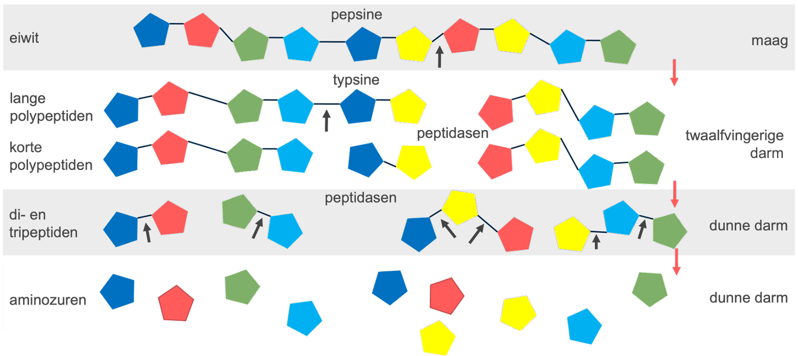 peptiden tot aminozuren