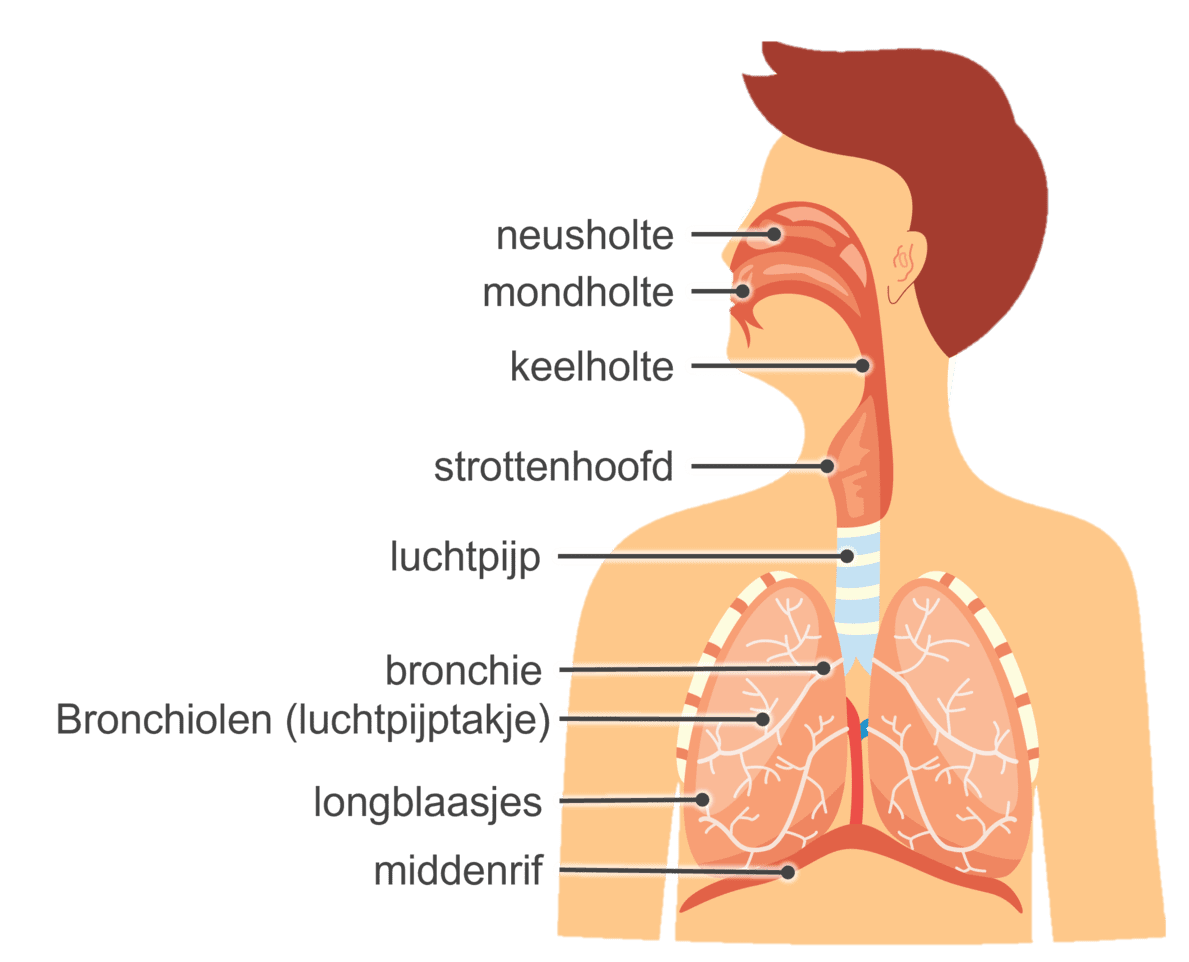 Het ademhalingsstelsel en haar onderdelen.