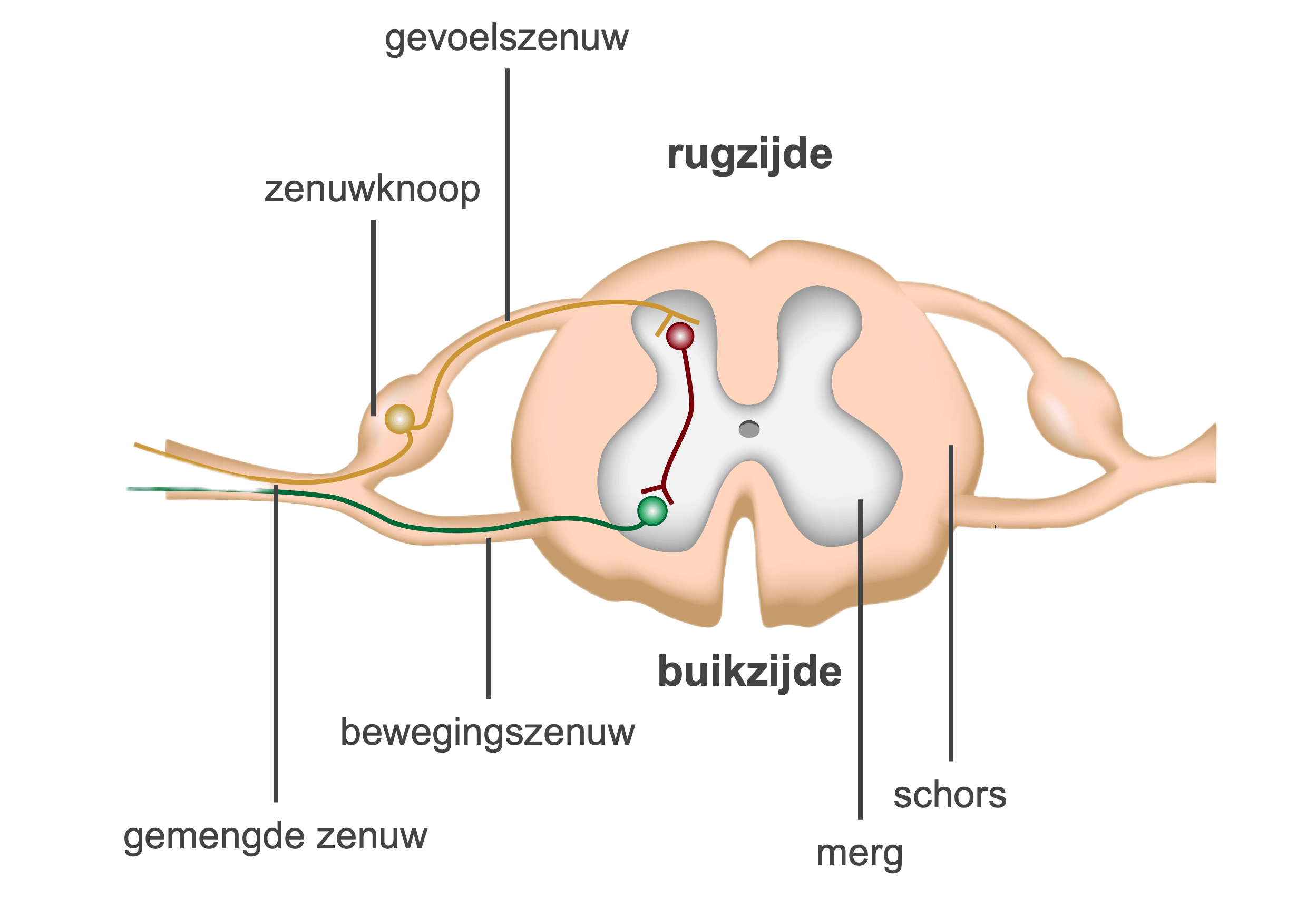 Figuur 4: aansluiting zenuwen in ruggenmerg