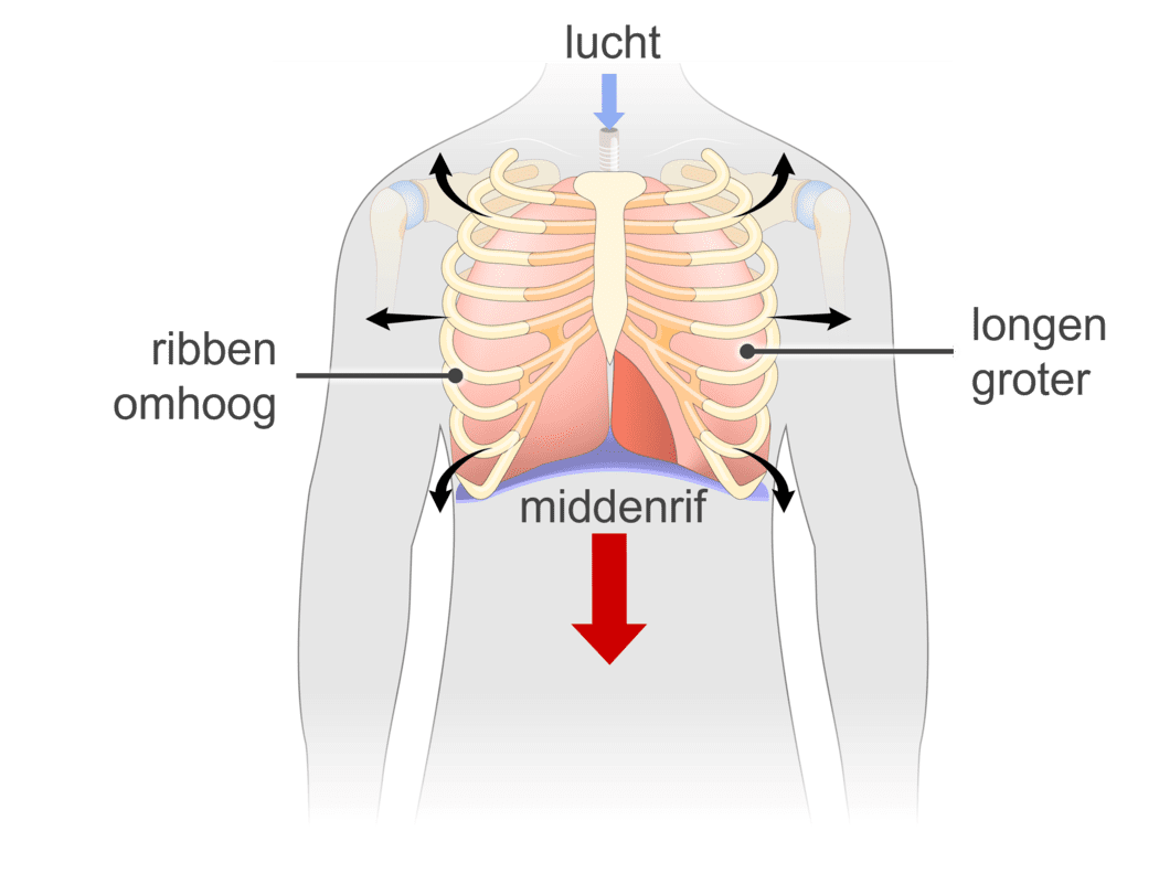 Schematische afbeelding van inademen