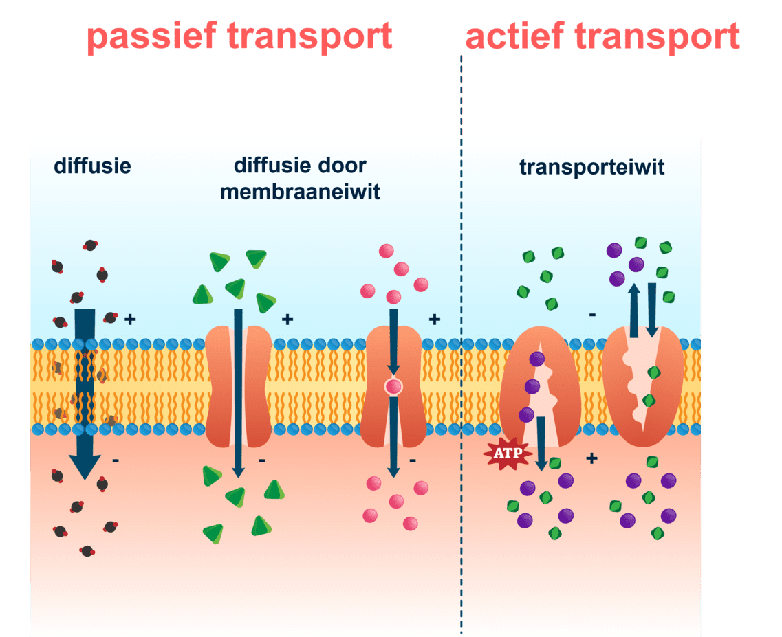 Een diagram die actief en passief transport vergelijkt met elkaar.
