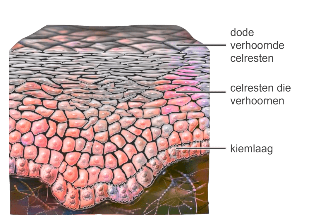 Schematische illustratie van de kiemlaag.