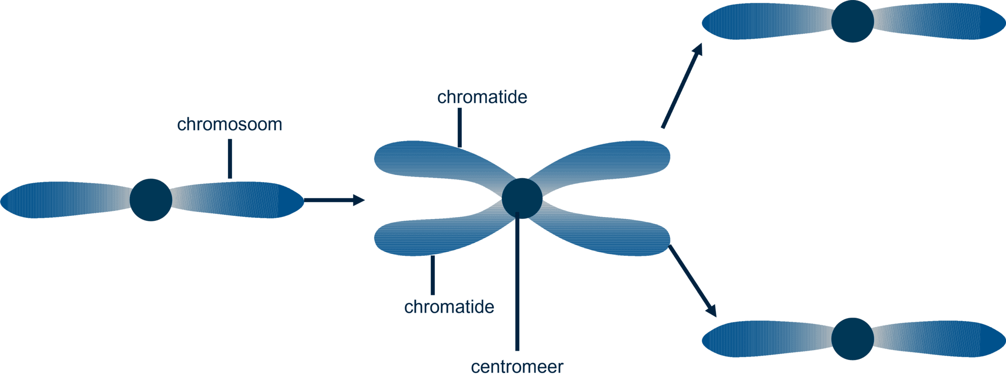 Het chromosoom splitst in twee chromatiden waarvan elk naar een andere dochtercel zal gaan.