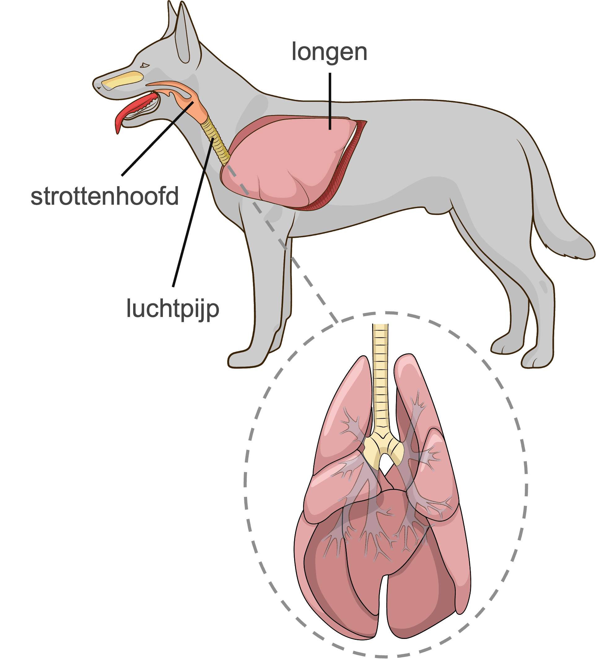 Figuur 1: longen van een hond