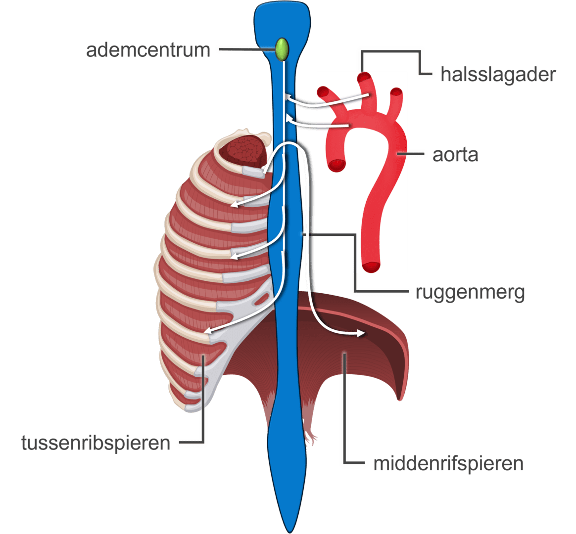 Schematische weergave van de onderdelen die de ademhaling reguleren.