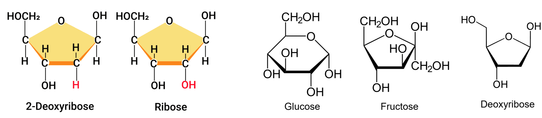 Afbeelding van voorbeelden van monosachariden.