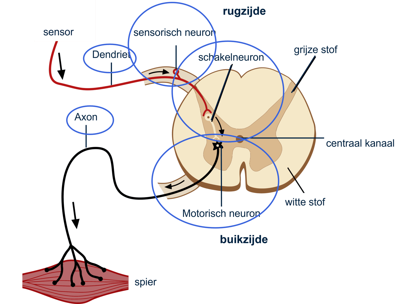 Afbeelding over de verschillende neuronen in het ruggenmerg en de ligging ervan.