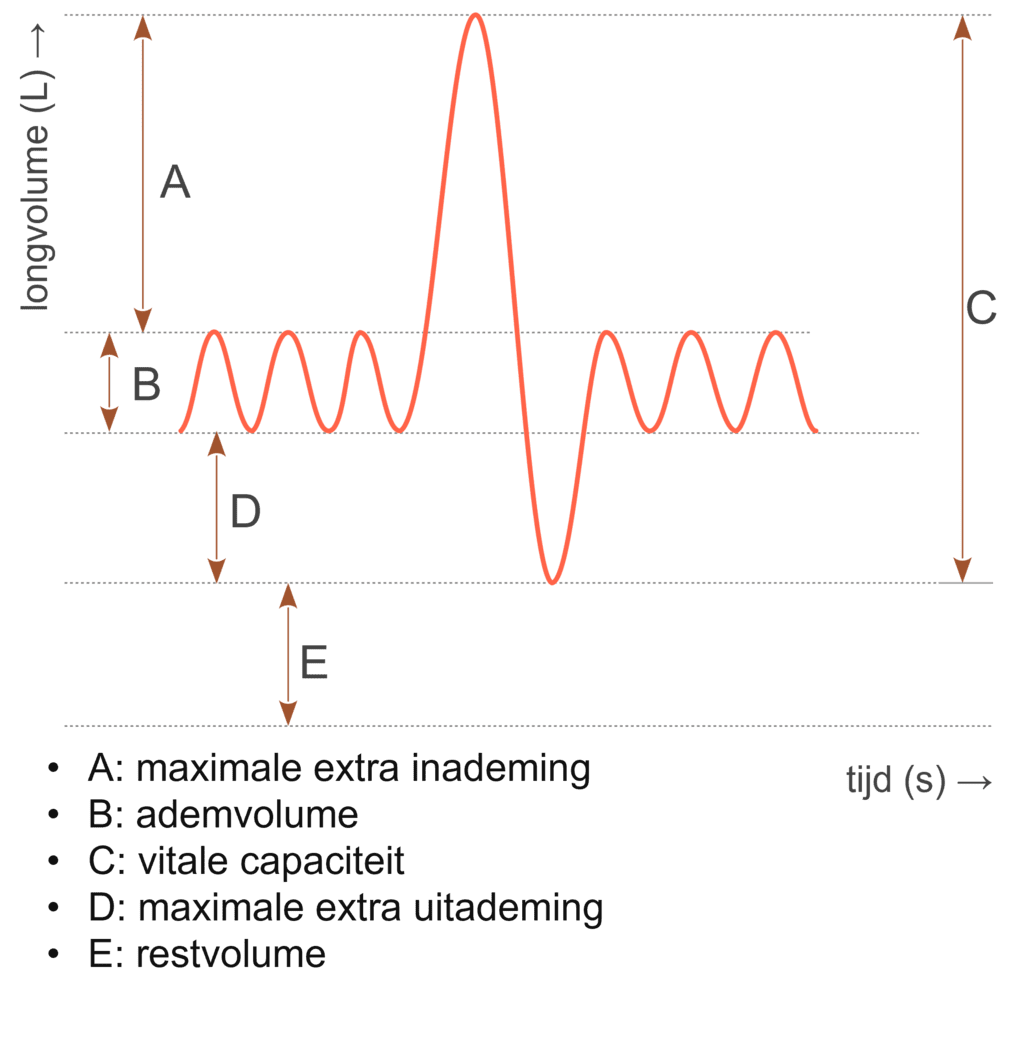 Verschillende volumes in de ademhalingsruimte