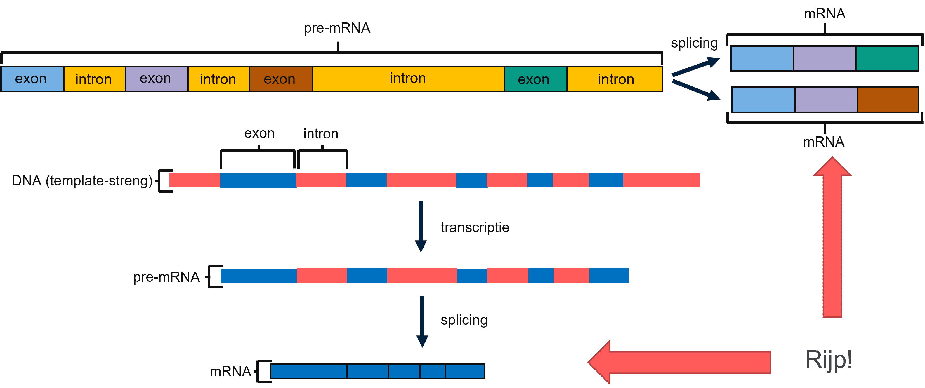 Rijp mRNA wordt vertaald naar eiwitten.