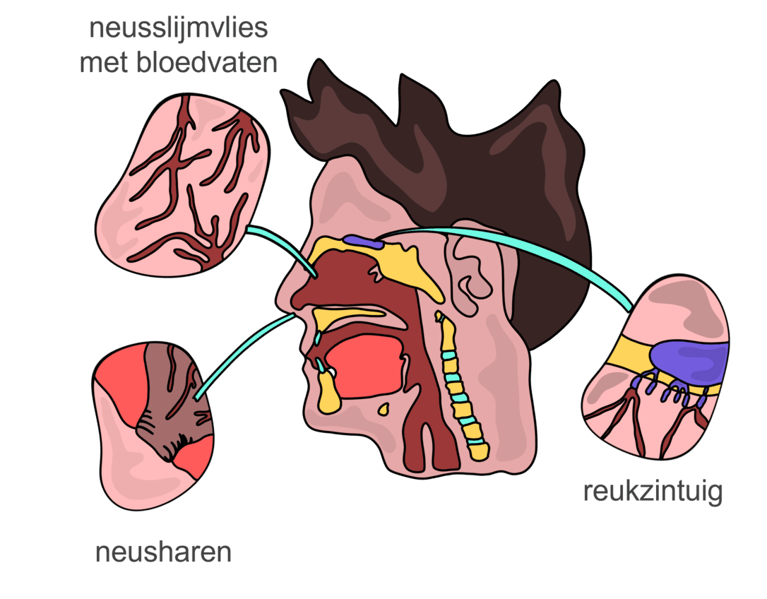 Afbeelding van de neus met neusharen en reukzintuig waardoor het gezonder is om adem te halen door je neus.