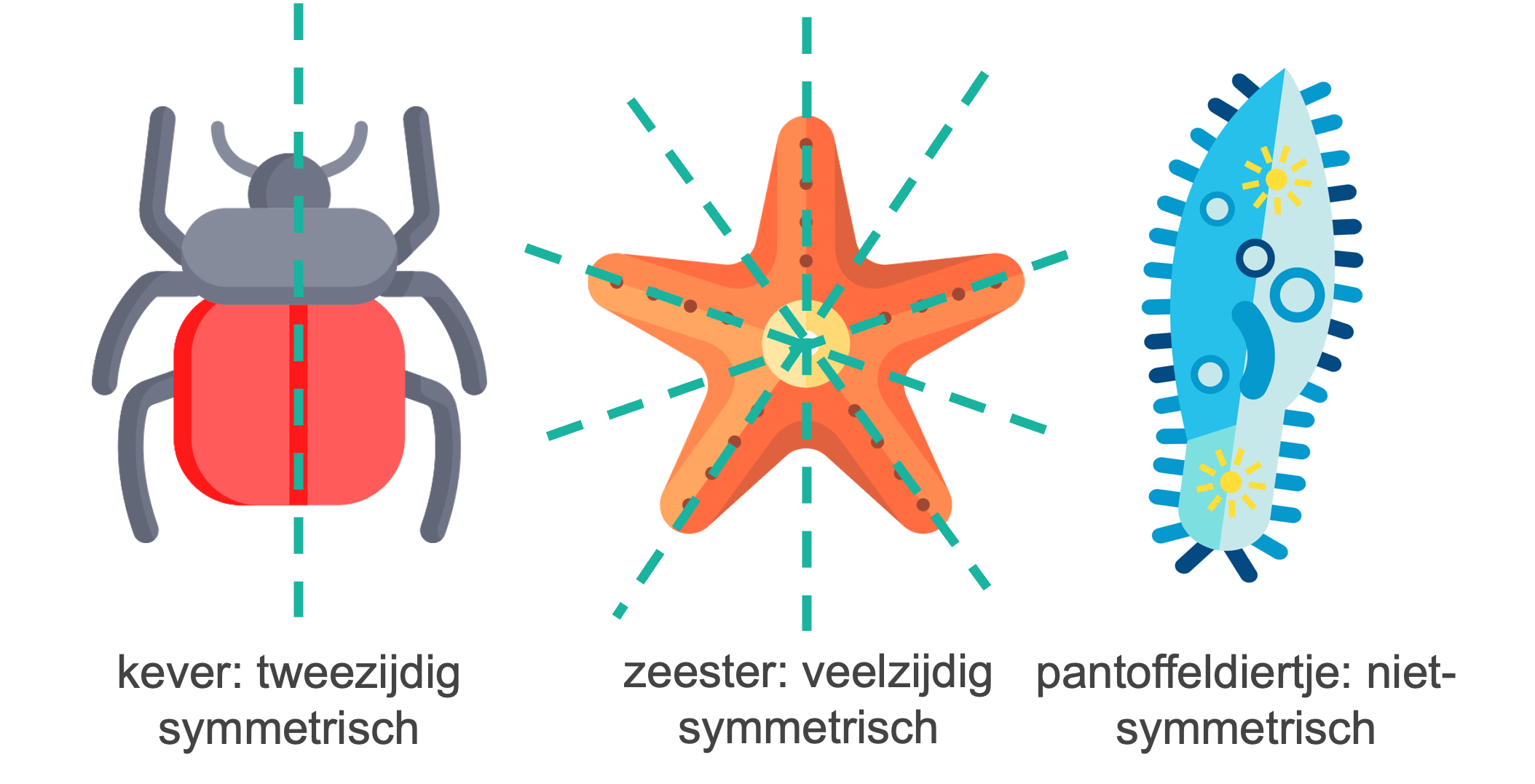 Verschillen in symmetrie onder de dieren