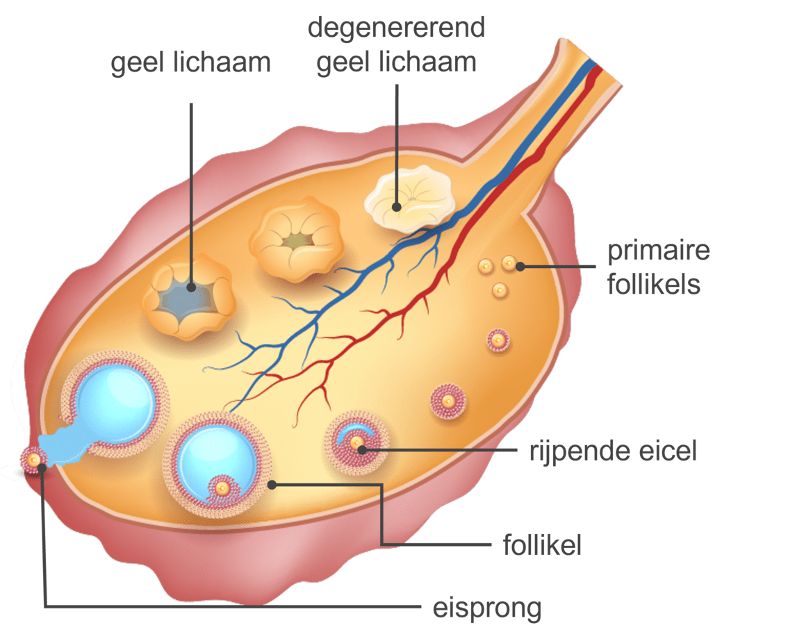 Afbeelding van wat er gebeurd tijdens de menstruatiecyclus in de voortplantingsorganen