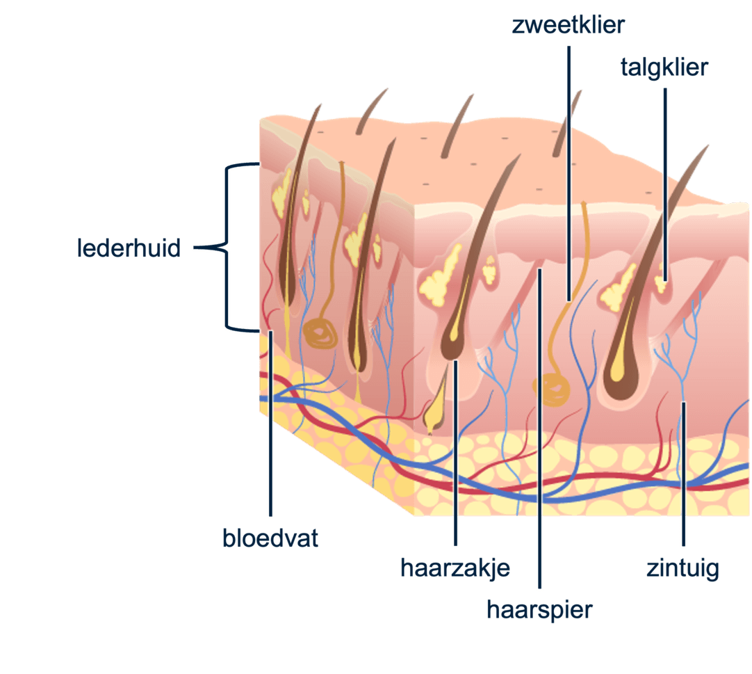 Figuur 3: de lederhuid