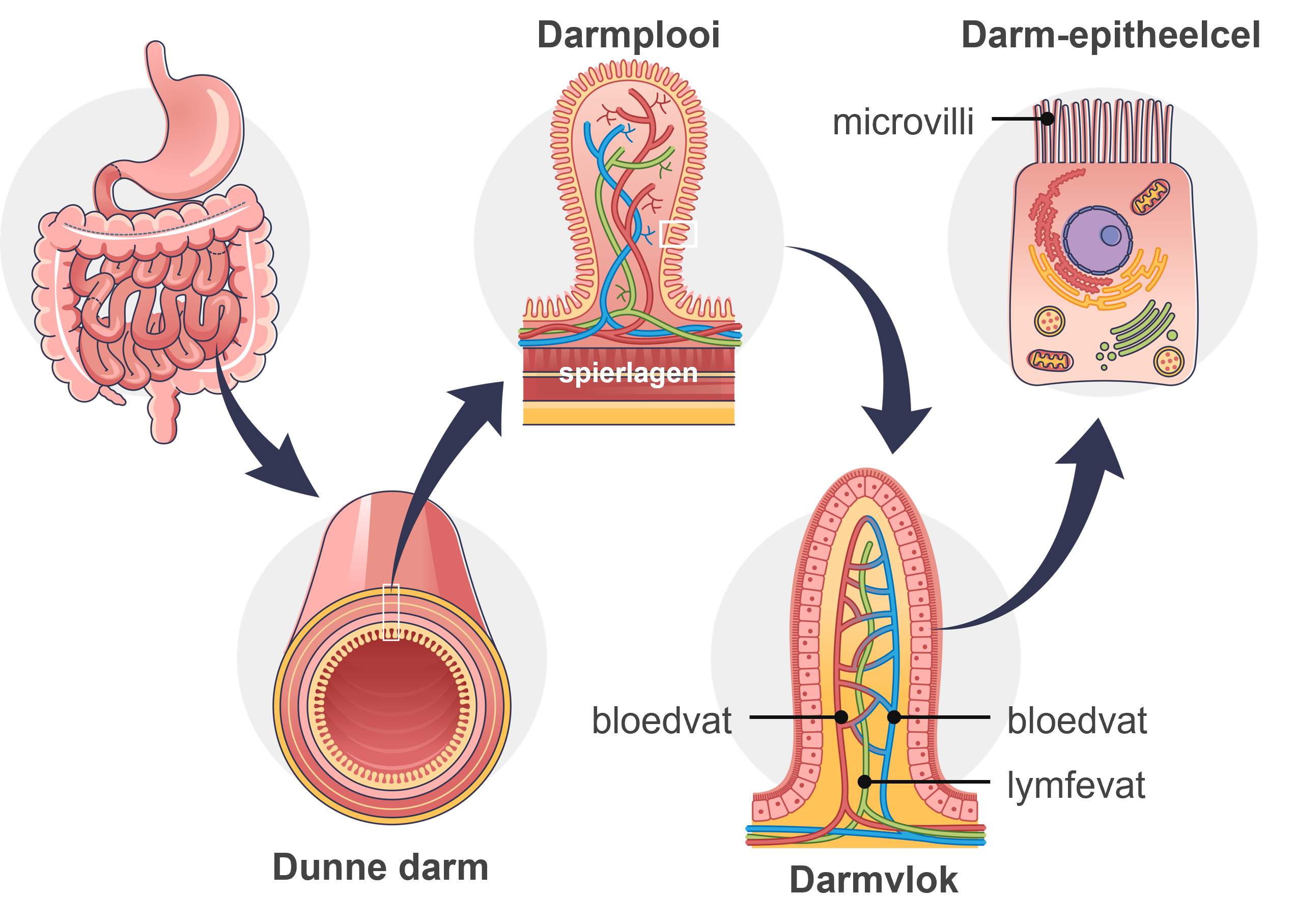 Afbeelding van de structuur van de dunne darm.
