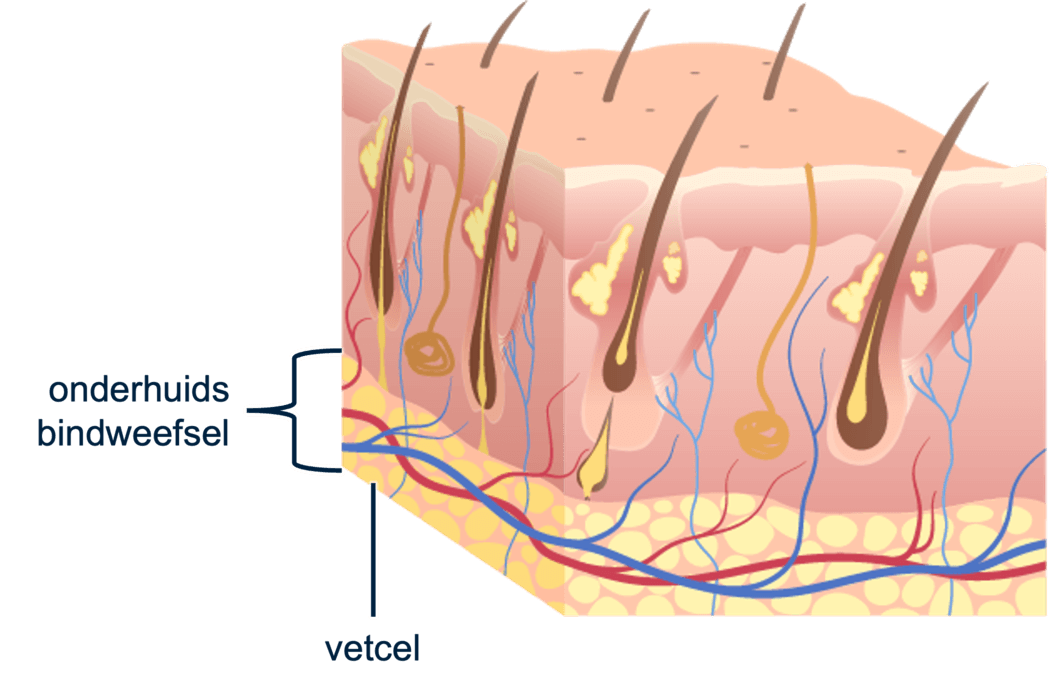 Figuur 4: onderhuids bindweefsel 