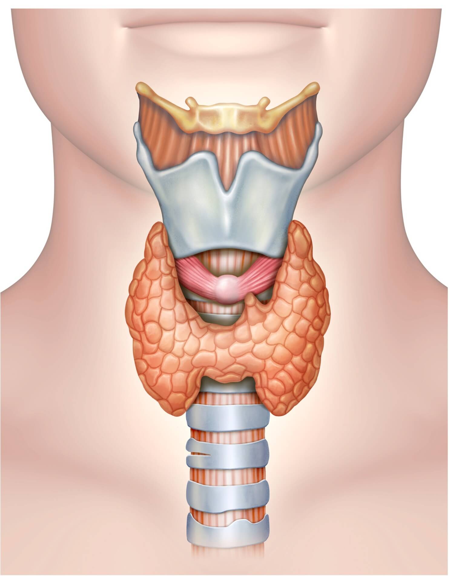 Figuur 3: de schildklier