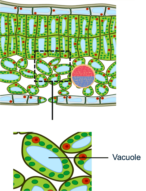 Figuur 3: cellen met vacuolen