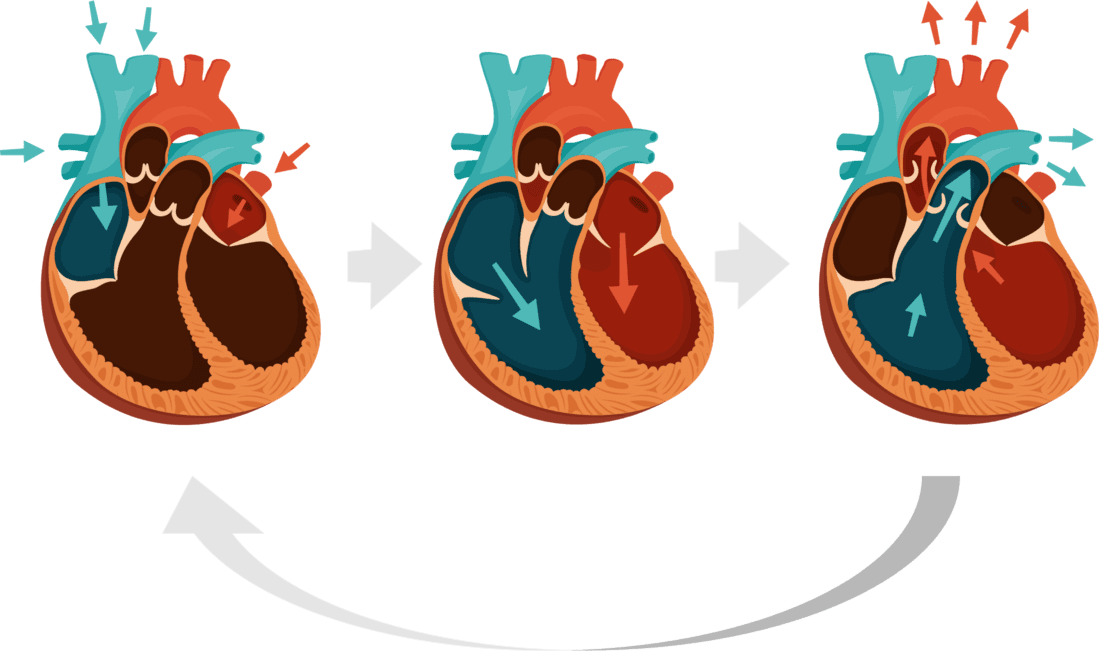 De werking van het hart in drie stappen weergegeven